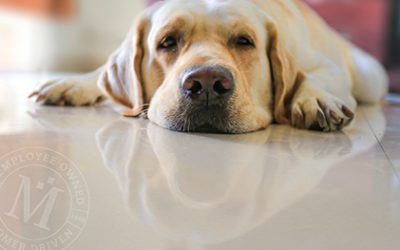 What are the Best Flooring Choices for Pet Owners